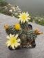 Preview: Copiapoa humilis